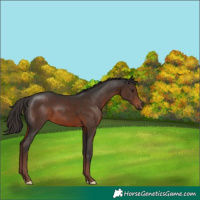 Horse Color:Liver Chestnut 