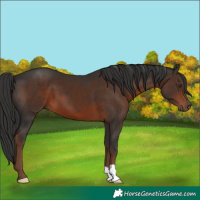 Horse Color:Liver Chestnut 