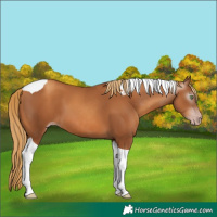 Horse Color:Gray Gold Champagne Tobiano 