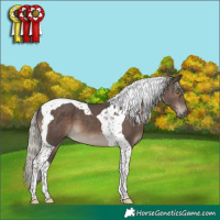 Horse Color:Silver Black Tobiano 