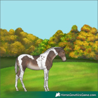 Horse Color:Silver Black Tobiano 