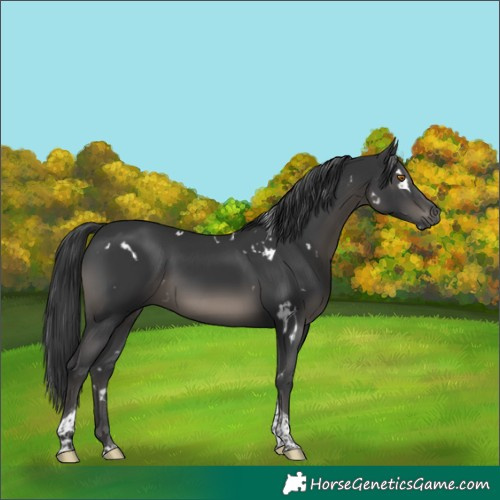 Horse Color:White Spotted Black Tobiano 