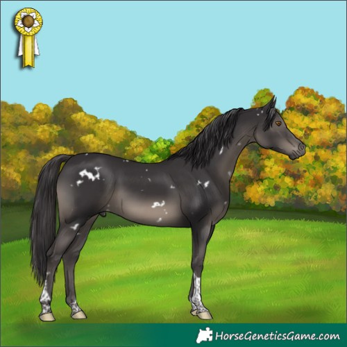 Horse Color:White Spotted Smoky Black Tobiano 