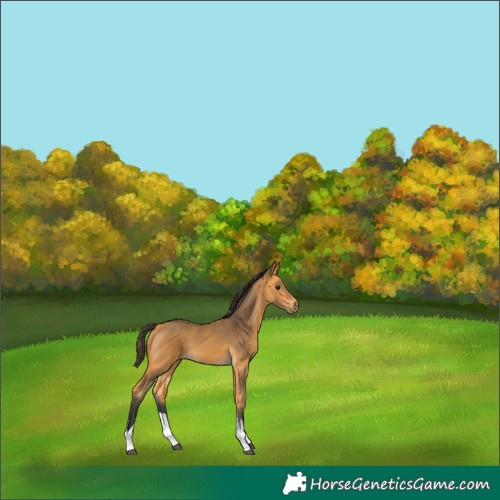 Horse Color:White Spotted Buckskin 