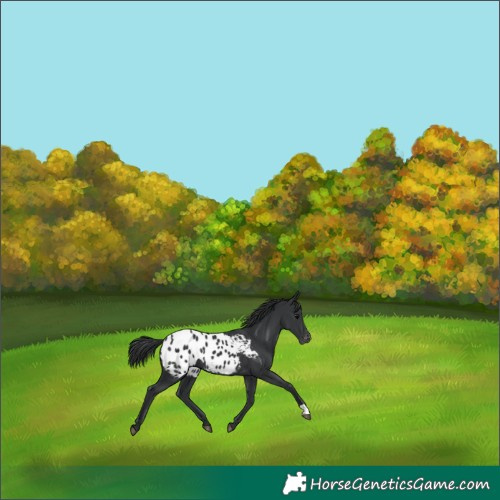 Horse Color:Black Appaloosa
