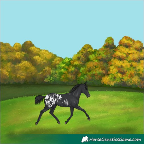 Horse Color:Black Appaloosa 
