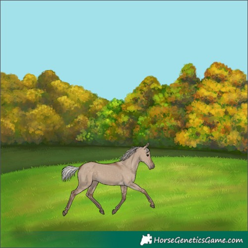 Horse Color:Silver Grullo