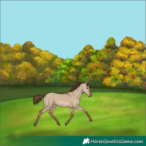 Horse Color:White Spotted Red Dun 