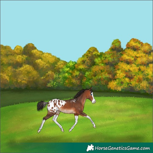 Horse Color:Bay Splash Blanket 