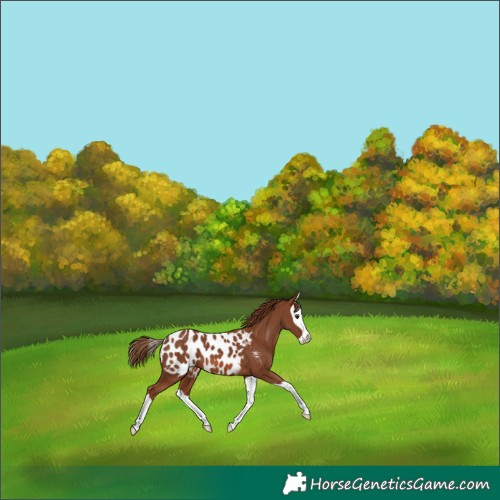 Horse Color:Chestnut Splash Appaloosa 