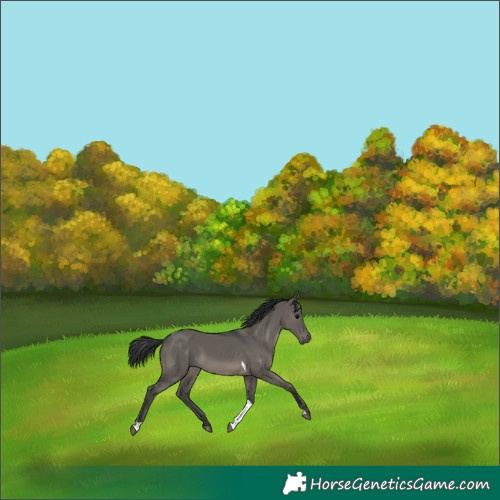 Horse Color:Grullo Tobiano 