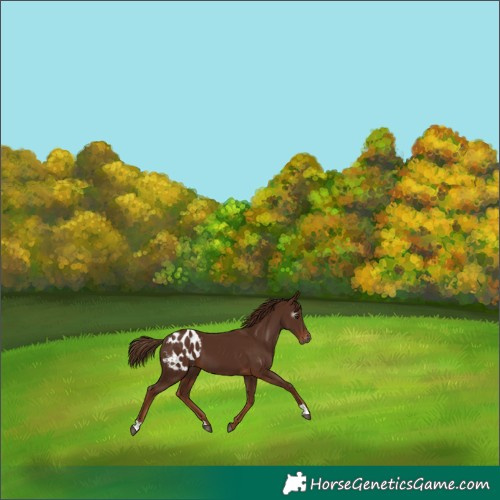 Horse Color:Gray Chestnut Blanket 