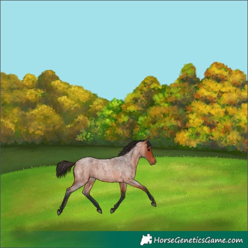 Horse Color:White Spotted Bay Roan 