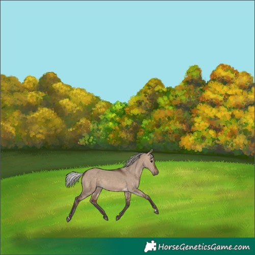 Horse Color:Silver Brown Dun 