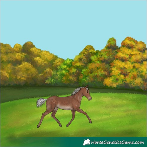 Horse Color:Silver Black 