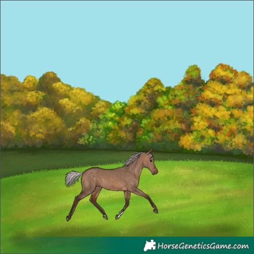 Horse Color:Silver Brown Dun