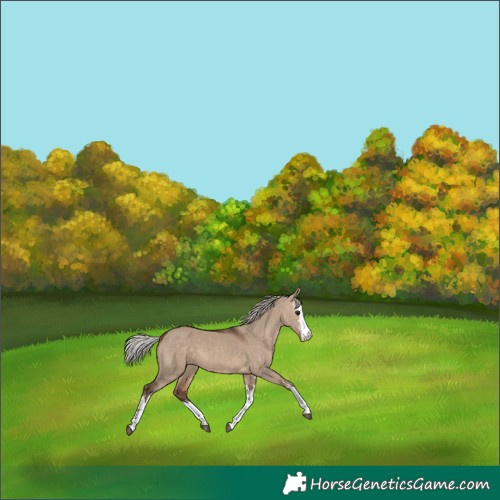 Horse Color:White Spotted Silver Brown Dun 