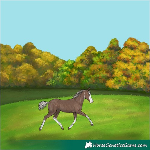 Horse Color:White Spotted Silver Black 