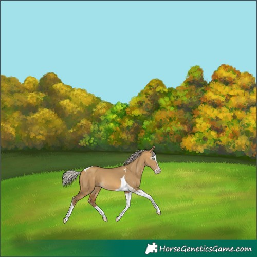 Horse Color:Gray White Spotted Silver Sable Cream Champagne Dun Splash Tobiano Rabicano 