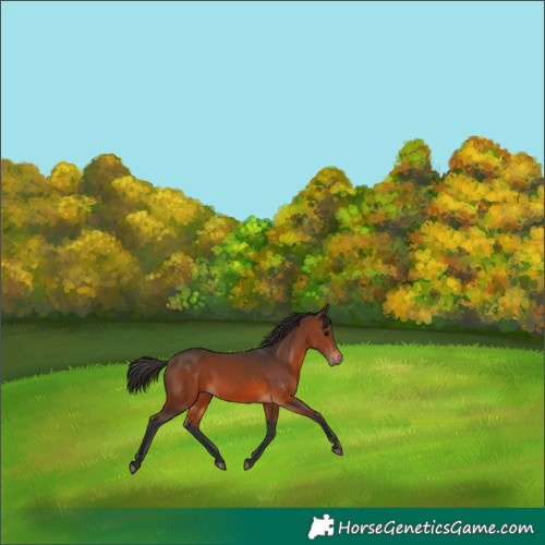 Horse Color:Brown 