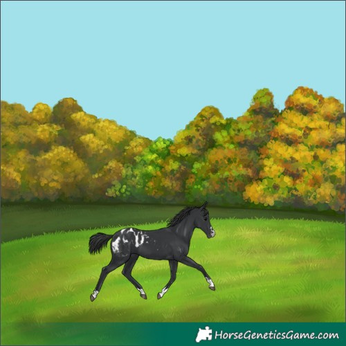 Horse Color:Black Appaloosa