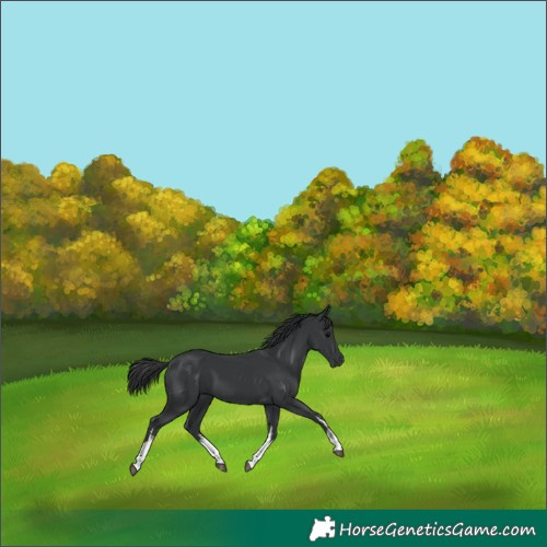 Horse Color:White Spotted Black