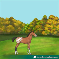 Horse Color:Bay Sabino Tobiano Appaloosa