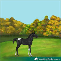 Horse Color:Gray Black Tobiano Appaloosa 