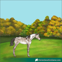 Horse Color:White Spotted Liver Red Dun Mushroom Rabicano Brindle 