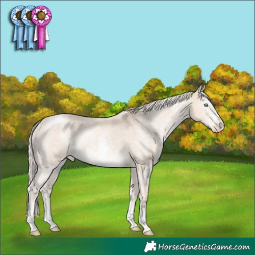 Horse Color:Cremello Sabino Appaloosa Rabicano