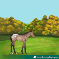 Horse Color:Brown Dun Appaloosa Rabicano 