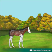 Horse Color:Brown Sabino Splash Rabicano