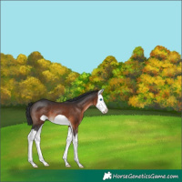 Horse Color:Brown Splash Frame 