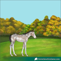 Horse Color:White Spotted Brown Dun Sabino Splash
