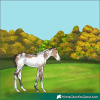 Horse Color:White Spotted Bay Dun Frame
