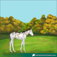 Horse Color:Gray White Spotted Bay Dun Sabino Splash Rabicano 