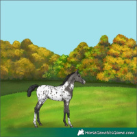 Horse Color:Grullo Sabino Tobiano Appaloosa 