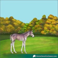 Horse Color:Gray White Spotted Silver Blue Onyx