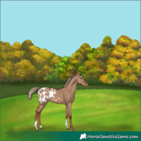 Horse Color:Red Dun Tobiano Appaloosa 