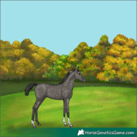 Horse Color:Grullo Tobiano Appaloosa 