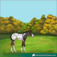 Horse Color:Liver Chestnut Appaloosa 