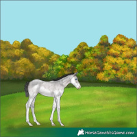 Horse Color:Platinum Brown Roan Splash 