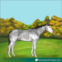 Horse Color:Brown Roan Splash