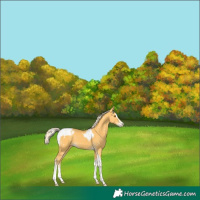 Horse Color:Palomino Splash Tobiano Appaloosa 