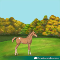 Horse Color:Chestnut Tobiano Snowflake Varnish