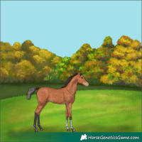 Horse Color:Bay Tobiano Appaloosa 