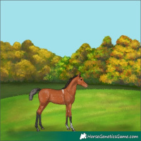 Horse Color:Bay Tobiano Snowflake Varnish
