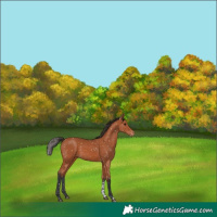 Horse Color:Bay Tobiano Appaloosa 