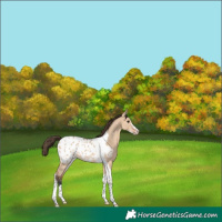 Horse Color:Bay Dun Tobiano Frame Appaloosa Rabicano 