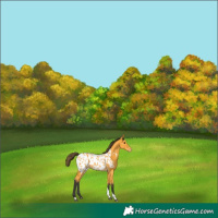 Horse Color:Buckskin Tobiano Appaloosa 